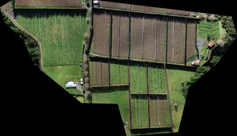 Orchard05