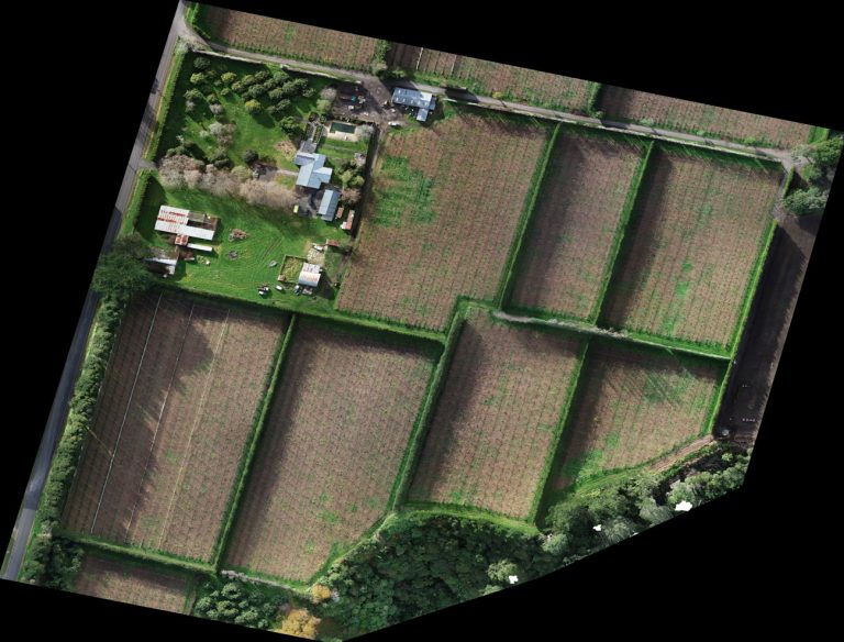 Orchard09