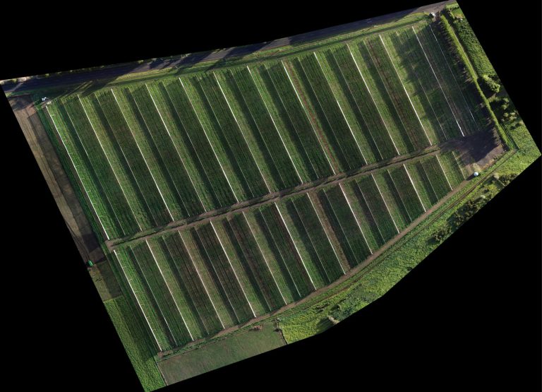 Orchard11