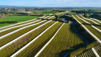 oblique shot kiwi orchard